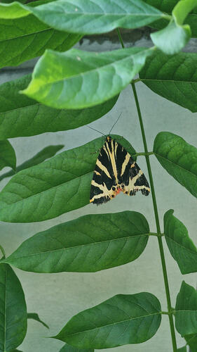 Butterflies in Forest Hill