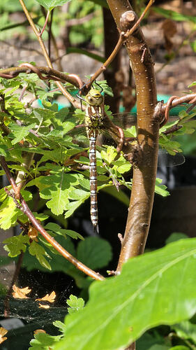 Spotted several dragonflies in my garden