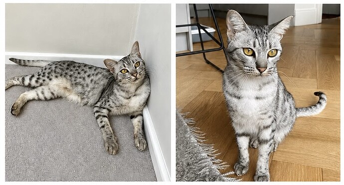 Silver cat with dark grey spots missing from Devonshire Road