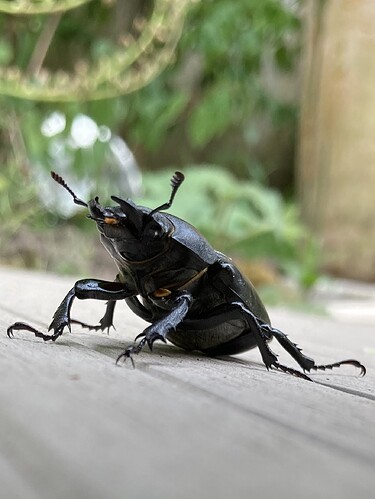 Stag Beetle season