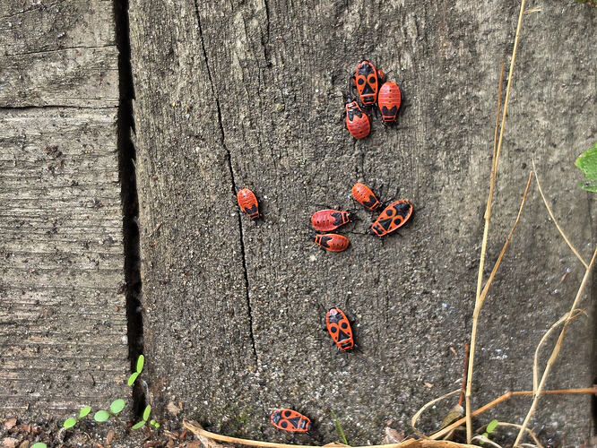 European Fire Bugs are here