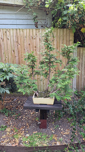 Looking for fellow bonsai fans