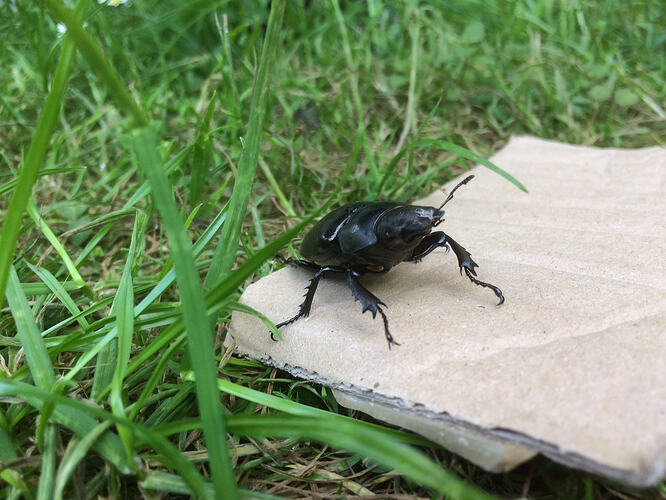 stag beetle 2018