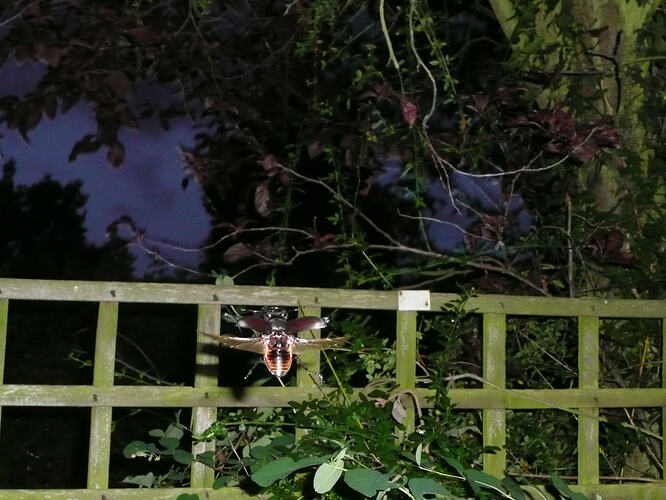 flying stag beetle